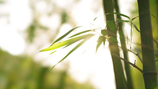 竹林  竹子  竹叶  绿色  阳光  植物