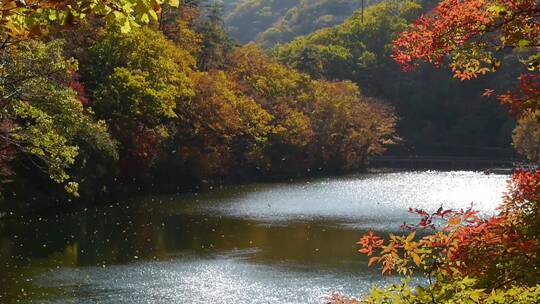 枫叶枫树秋季风景