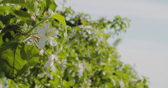 苹果树开花了