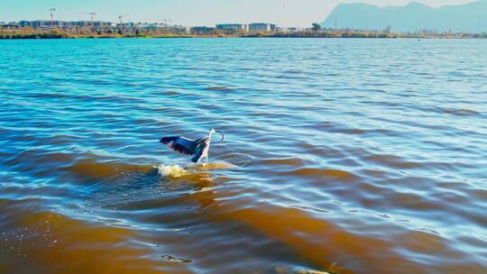 滇池里捕食的大鸟01