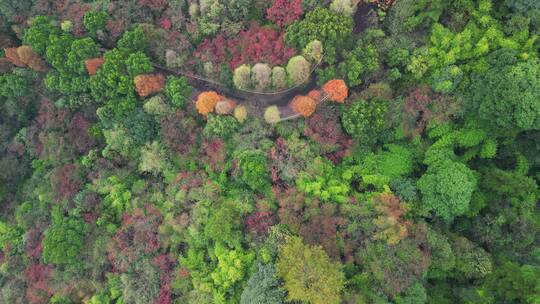 4K秋天的公路航拍-红叶秋景树林秋季