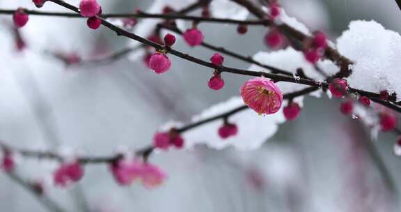 冬季下雪红梅花盛开红梅傲雪