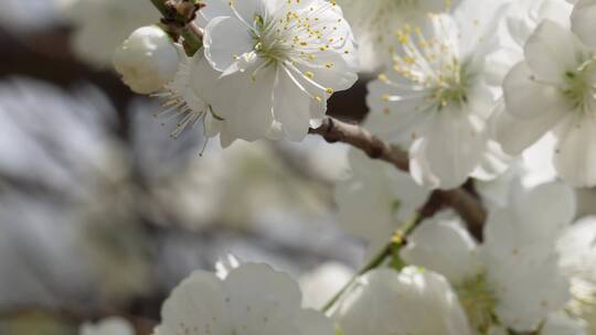 【镜头合集】植物开花鲜花白色桃花花朵