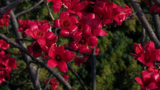 盛开的红色木棉花特写