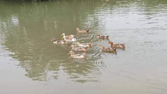 实拍溪流流水鸭子船只