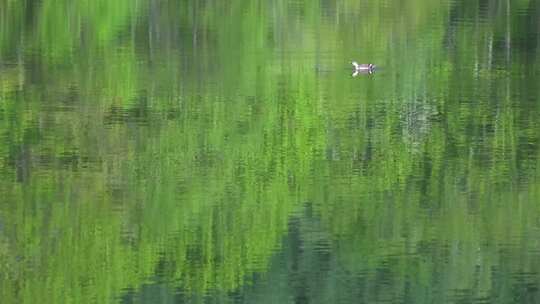 湖面水面倒影鸭子水里游玩