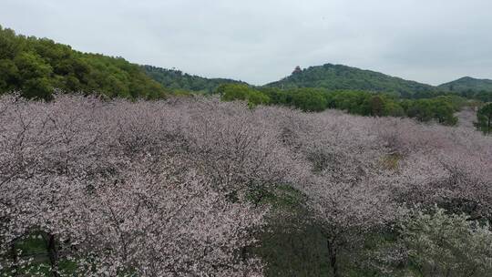 航拍武汉东湖樱园樱花春季东湖风景区