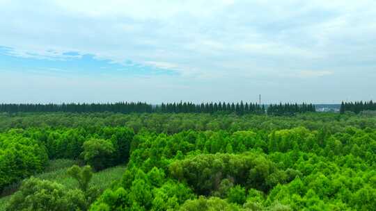 航拍上海崇明西沙湿地 国家级湿地