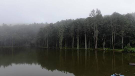 树林湖面