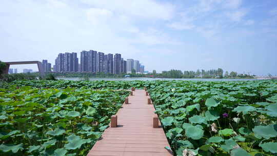 武汉江夏区汤逊湖壹号湿地公园