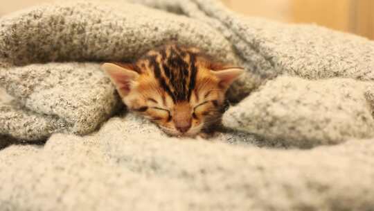 小猫，毯子，猫，可爱