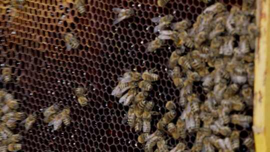 蜂巢，蜂巢，蜜蜂，养蜂