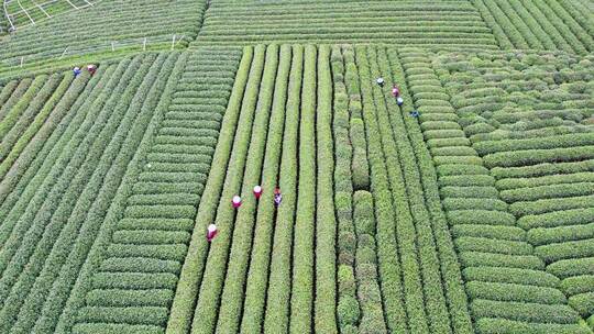 杭州龙坞西湖龙井茶园风景航拍