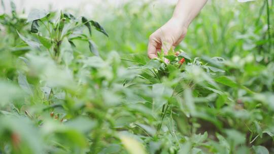 菜园摘辣椒视频素材模板下载