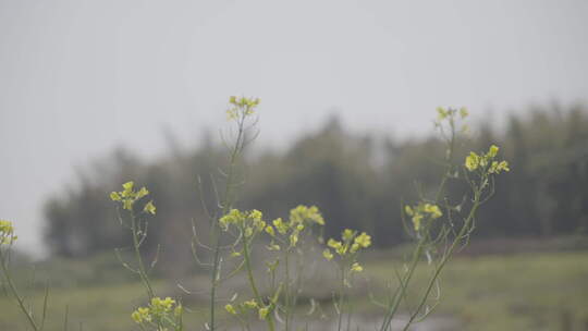 农村油菜花