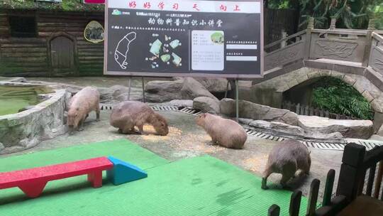碧峰峡野生动物园看动物视频素材模板下载