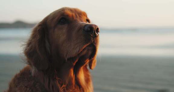 金毛猎犬，狗，海滩，日落