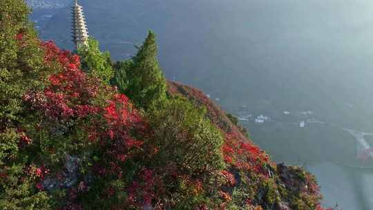 三峡红叶