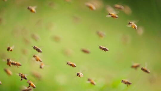 养蜂场里飞舞蜜蜂慢镜头