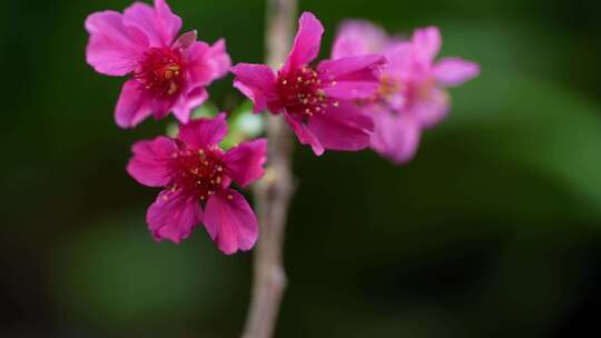 春天红色樱花早樱花朵盛开