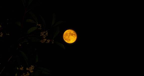 桂花月亮