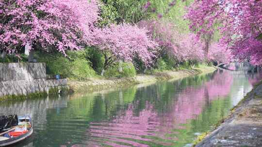 河边的桃花