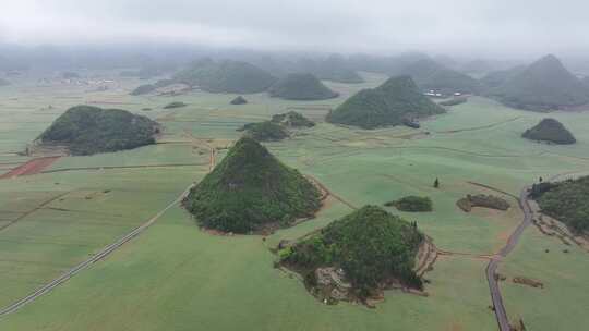 云南罗平油菜花田油菜籽汽车公路航拍