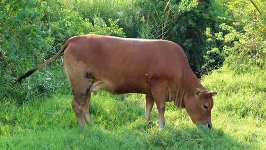 放牧黄牛牛吃草优质肉牛