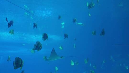 珠海长隆海洋王国水族馆