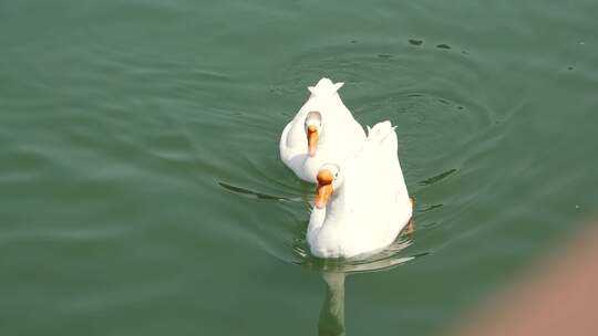 大鹅大白鹅划水水面湖水