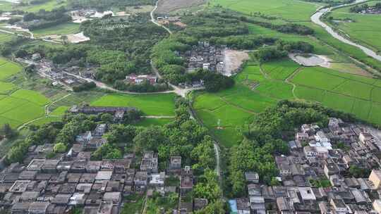 中国广东省江门市台山市冲蒌镇稻田