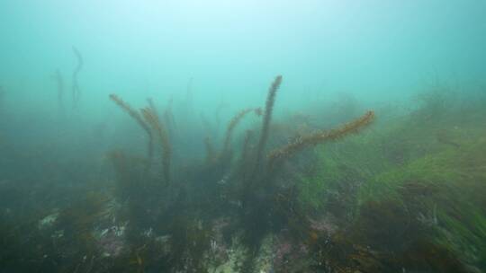 海底海草鱼类海洋生物