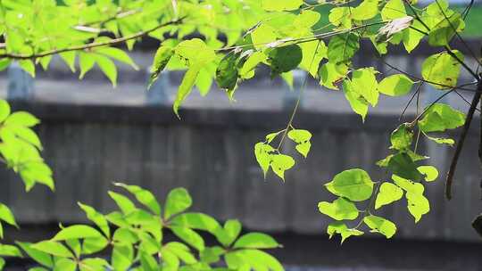 清晨夏日阳光穿过树叶 菩提树叶