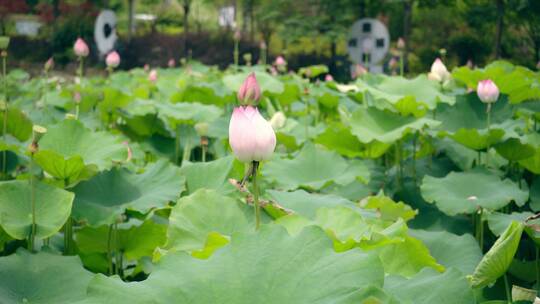 220618夏天荷花A02144591视频素材模板下载