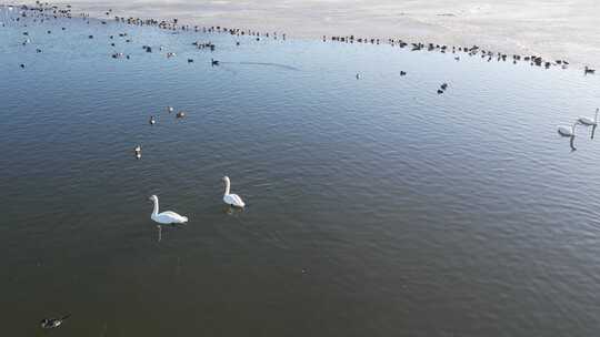 青海青海湖湖面天鹅水面航拍视频