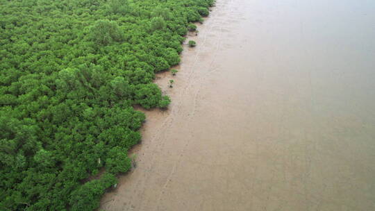 江门台山镇海湾红树林自然保护区航拍