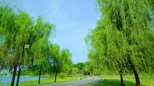 南宁南湖公园湖边柳树随风摆动合集视频素材模板下载