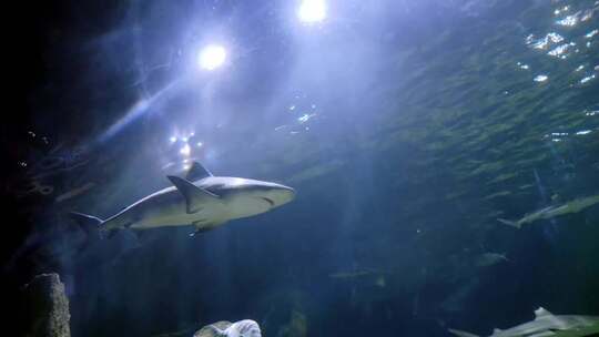 水族馆中各种海洋动物的低角度拍摄