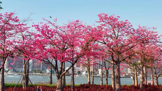 空镜头横琴花海异木棉