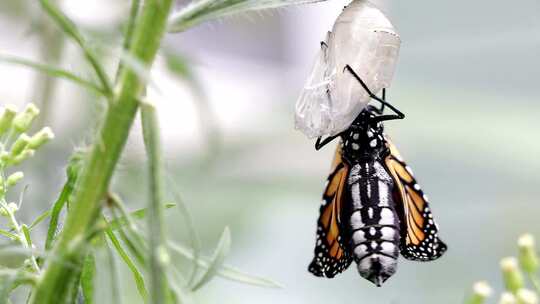 帝王蝶，新出现，腹部肿胀，翅膀干瘪。
