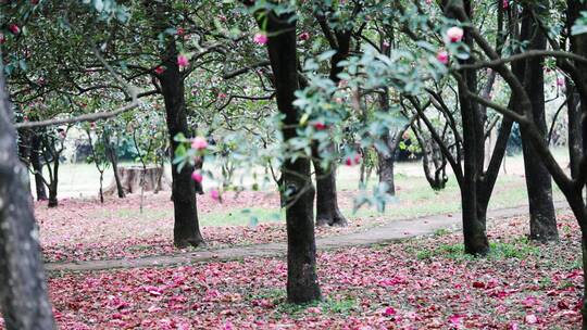 4K-落花满地，落红不是无情物