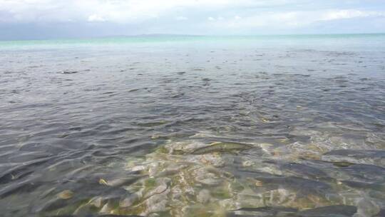 青海湖 湟鱼 保护动物 旅行 岸边
