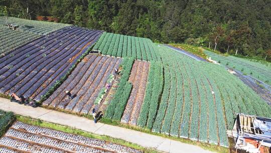 农田种植俯拍景象