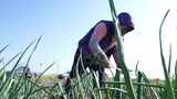 农田种植俯拍景象高清在线视频素材下载