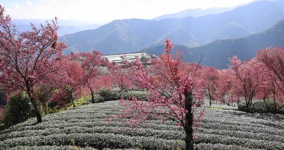 冬日大理无量山樱花谷茶园农业生态