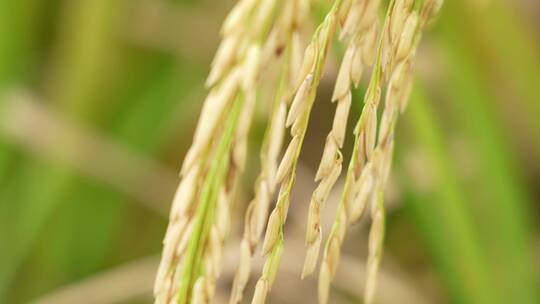 成熟的稻穗实拍视频素材模板下载