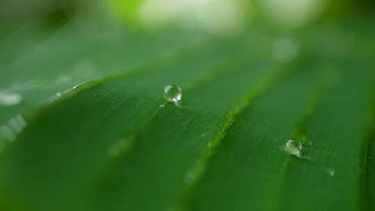 叶子水珠绿色下雨