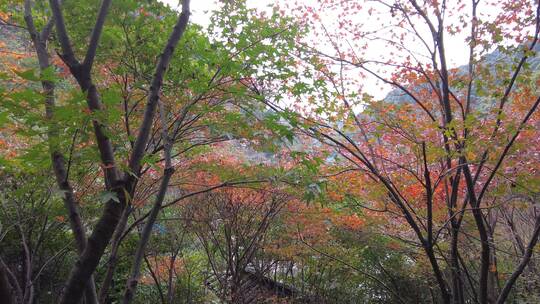 冬天郴州网红景区王仙岭绿树红叶