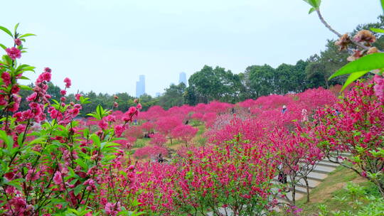 桃花林 树林 春暖花开 桃花坞 桃花园