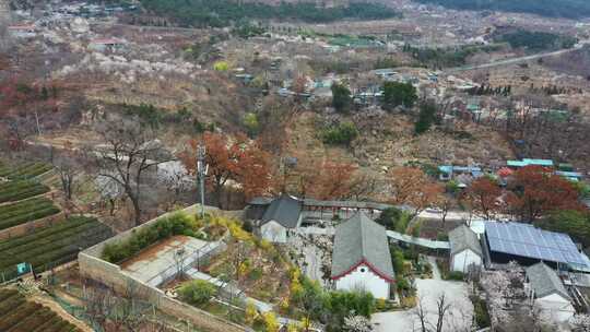 山村樱桃花开了